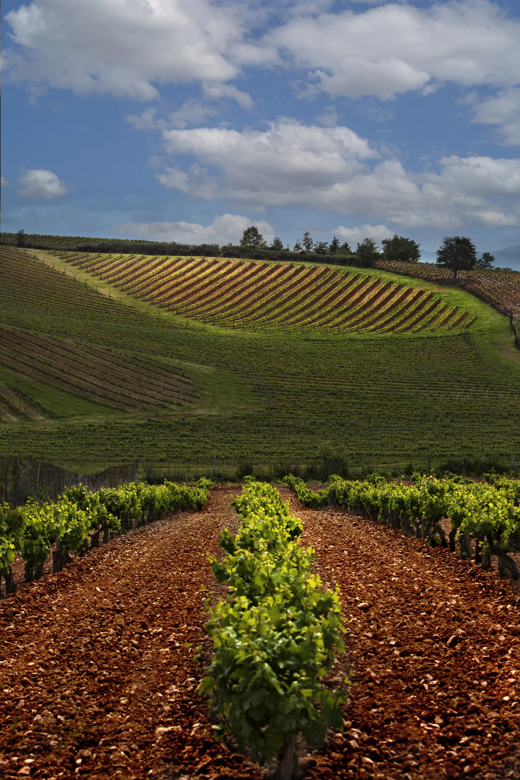 imagen de viñedo en el bierzo