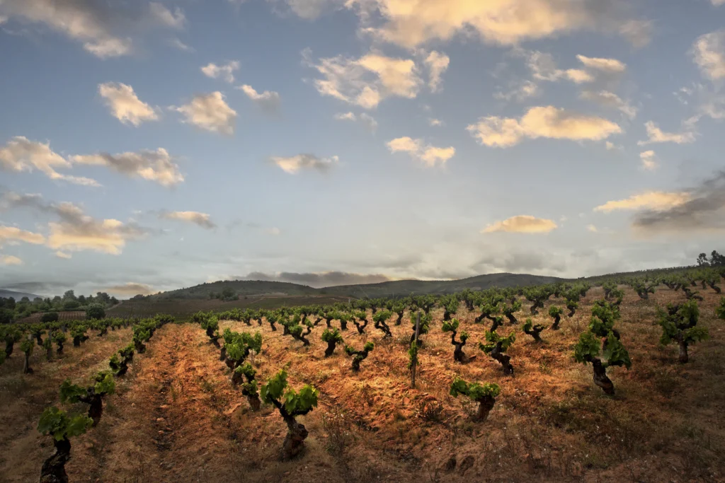 imagen de viñedo
