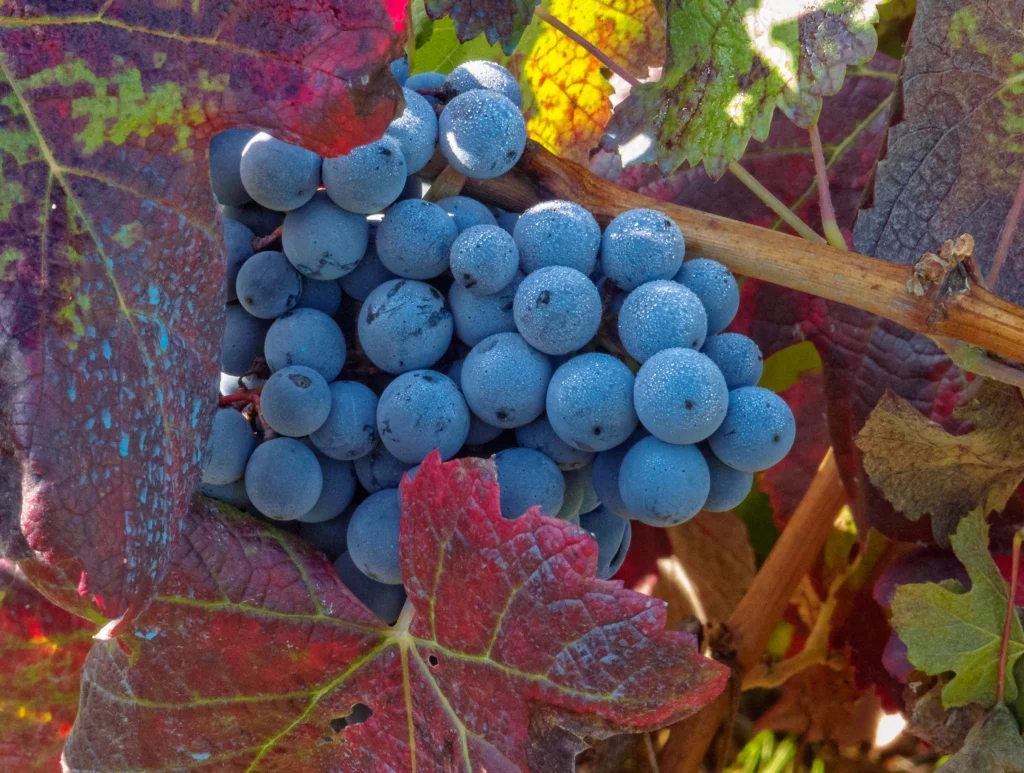 racimo de uva de mencia