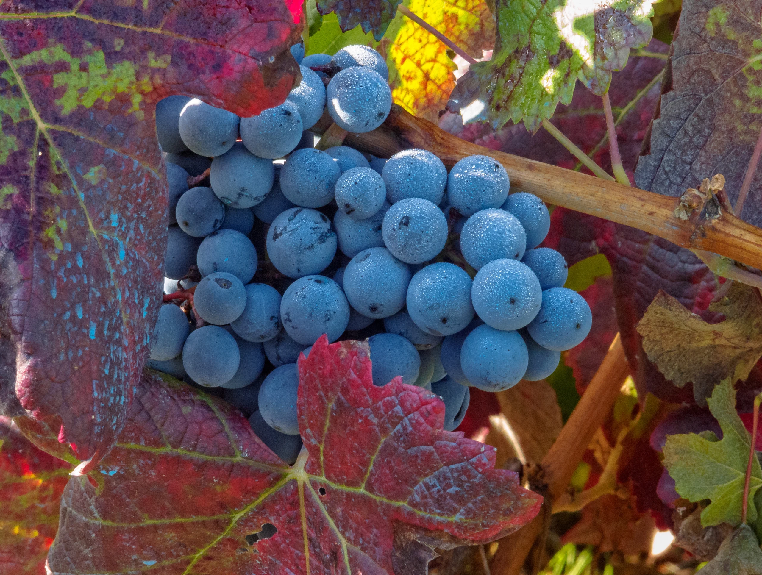 racimo de uva de mencia
