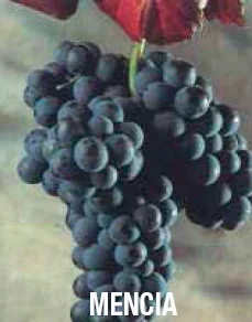racimo de uva mencia