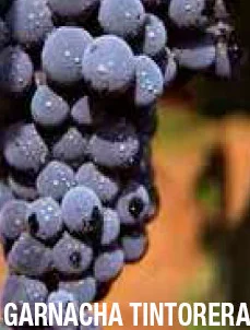 racimo de uva garnacha tintorera