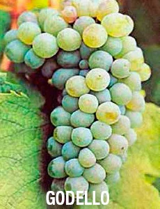 racimo de uva godello