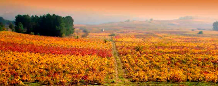 viñedos del bierzo